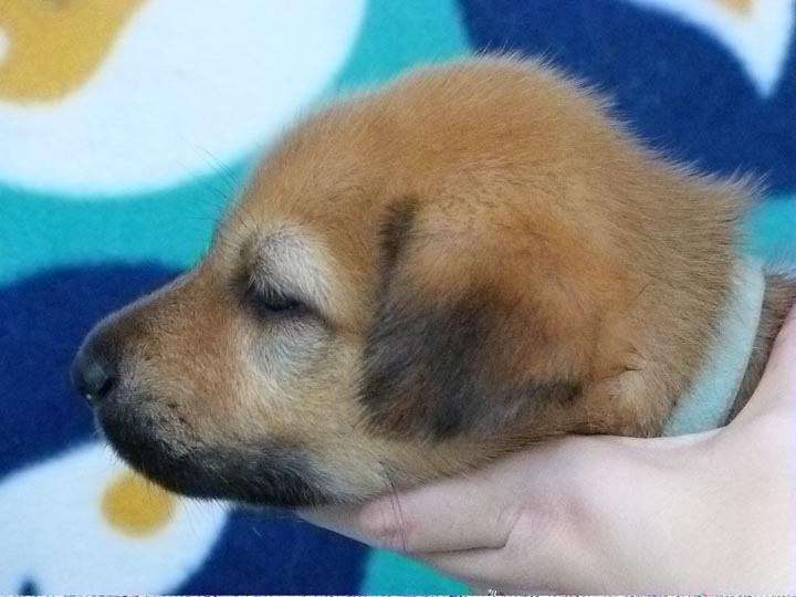 chinook puppy